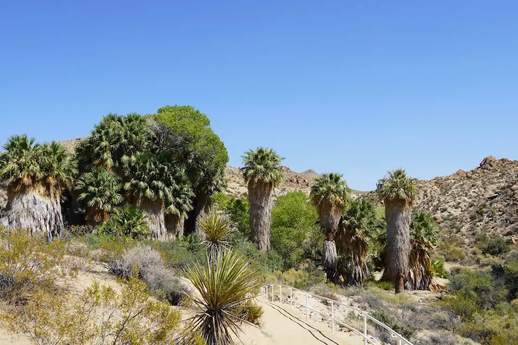 Cottonwood Spring trailhead along palm trees in the desert of Joshua Tree National Park