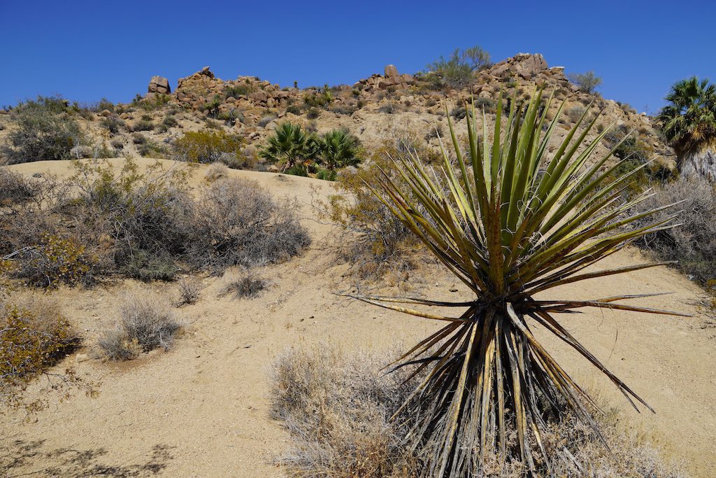 Long and big cactus in Joshua Tree National Park desert.