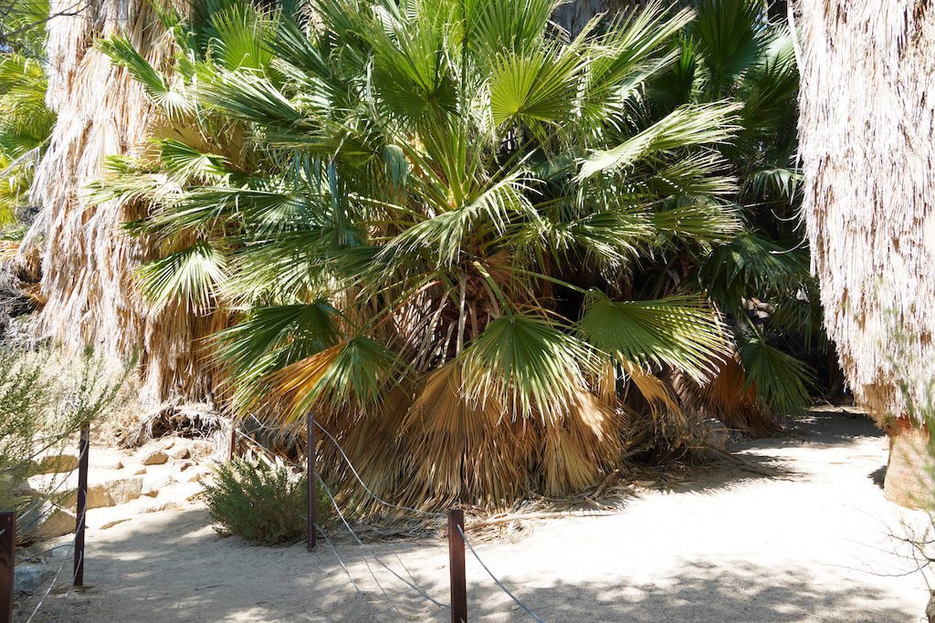 A round palm tree in the desert of Joshua Tree National Park