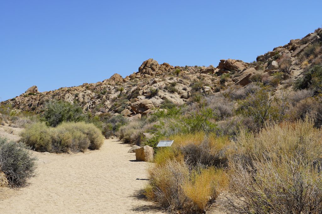 The path continues to Lost Palms Oasis in Joshua Tree National Park