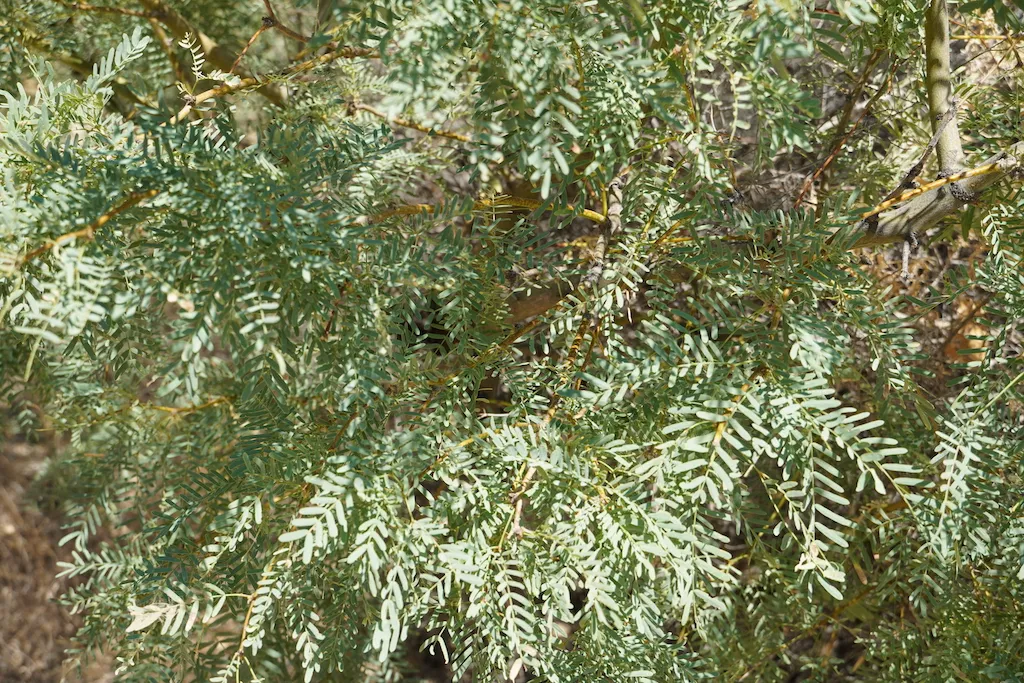 Green Mesquite plants at Cottonwood in Joshua Tree National Park