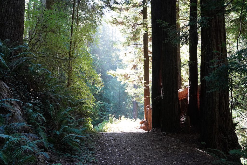 Van Damme State Park Campground - Fern Trail - Tomo Travel & Camping The light coming through trees on Fern Trail at Vann Damme State Park, California.