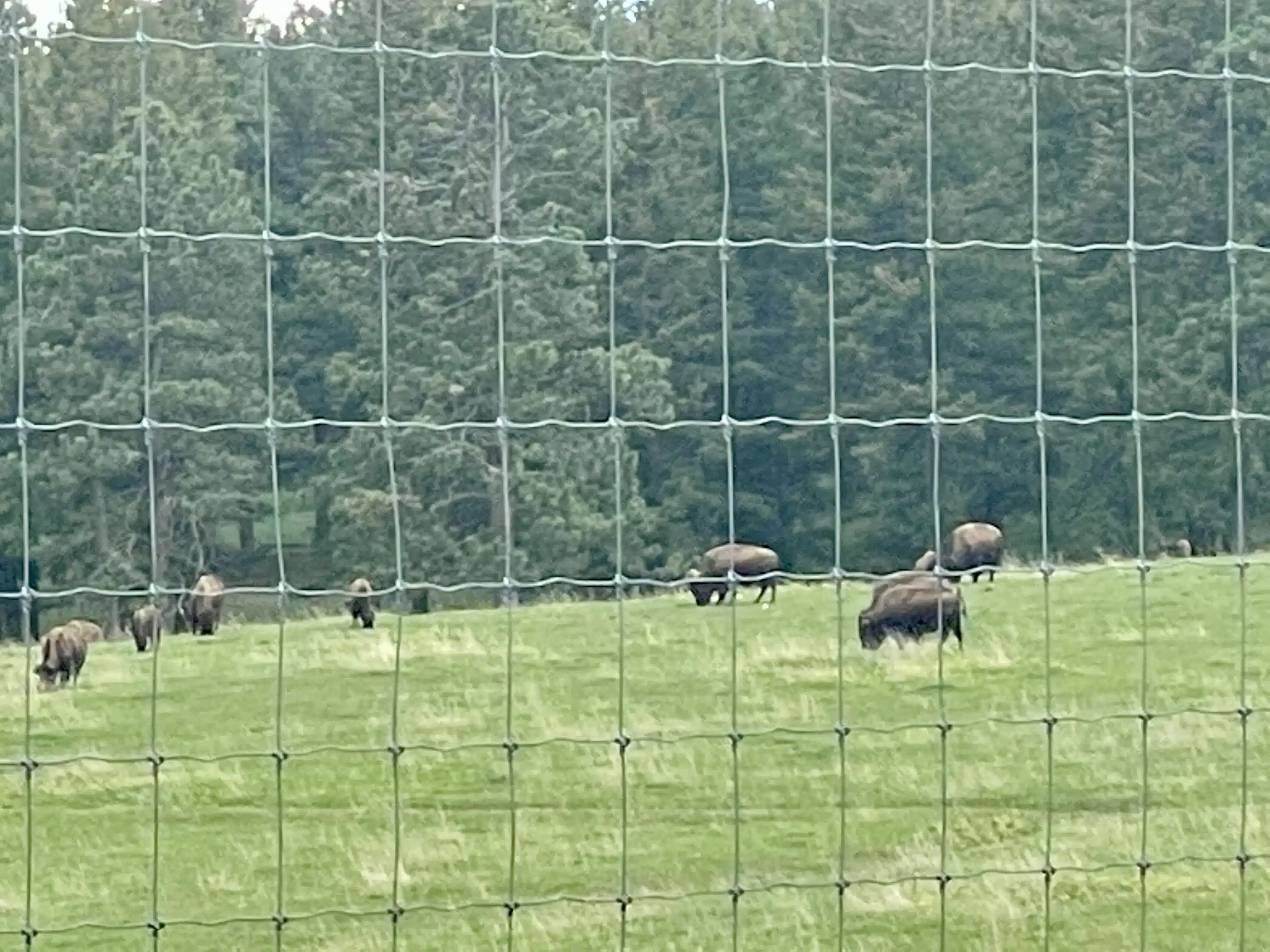 A herd of bison in a grassy meadow