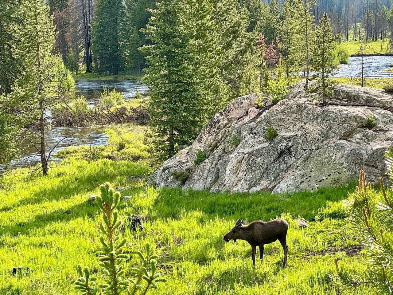 A moose standing resiliently in the nature of the Rocky Mountains