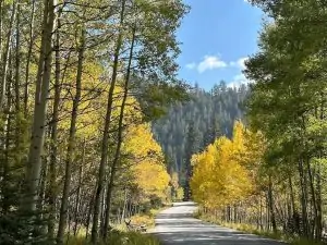 Scenic road through golden aspen trees at Guanella Pass, one of the best spots for fall colors in Colorado.