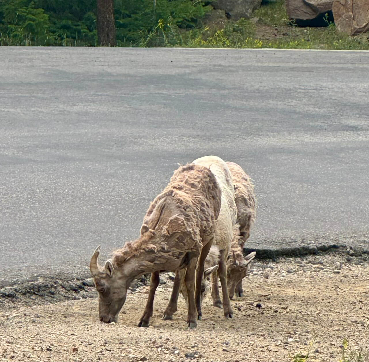 コロラド州グアネラパス沿いの道路脇で草を食む2頭のビッグホーンシープ。