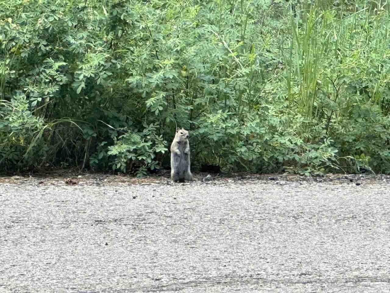 Wildlife Spotting While Tent Camping in National Parks: Ground Squirrel - Tomo Travel & Camping Ground squirrel standing upright on its hind legs near a road at a national park campground, surrounded by green bushes and vegetation