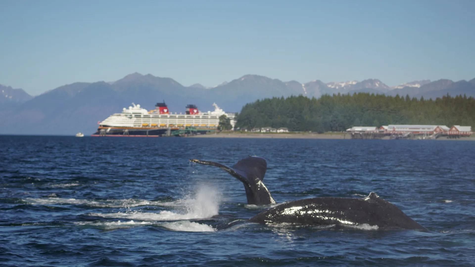 Whale tail rising from the water with the Disney Wonder in the distance at Icy Strait Point, Alaska